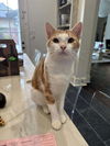 adoptable Cat in abbeville, LA named Mr Pibbles