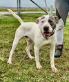 adoptable Dog in  named Haven