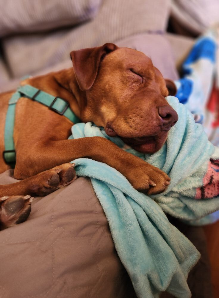 adoptable Dog in Abbeville, LA named Brock