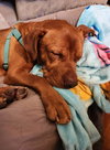 Brock - Photo 2