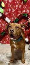 Brock - Photo 4