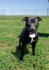adoptable Dog in  named Donna