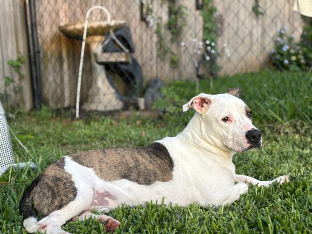 adoptable Dog in Abbeville, LA named Jersey