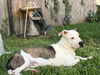 adoptable Dog in  named Jersey