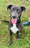 adoptable Dog in  named Leah