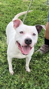 adoptable Dog in  named Pocco