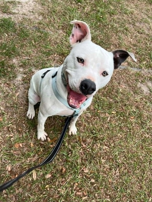 Pocco, a dog for adoption from Animal Aid for Vermilion Area