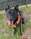 adoptable Dog in  named Ronnie