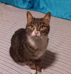 adoptable Cat in abbeville, LA named Tessi