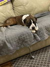 adoptable Dog in abbeville, LA named Jaylan