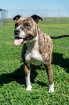 adoptable Dog in abbeville, LA named Sunnie