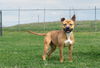 adoptable Dog in abbeville, LA named Fannie
