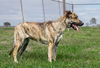 adoptable Dog in abbeville, LA named Liberty