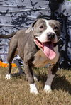 adoptable Dog in abbeville, LA named Lori
