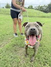 adoptable Dog in abbeville, LA named Hulk