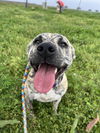 adoptable Dog in abbeville, LA named Lisa