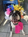 adoptable Dog in abbeville, LA named Grace