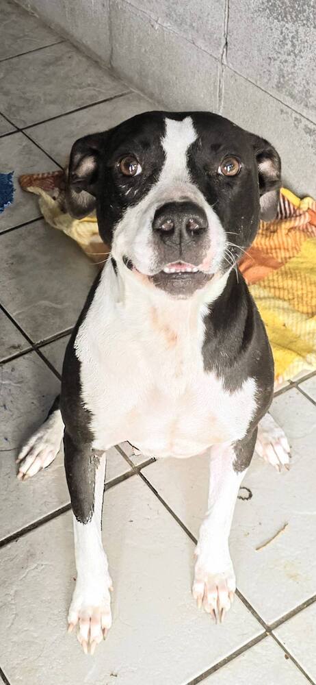GRACE - Terrier available for adoption