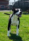 Grace - Photo 4