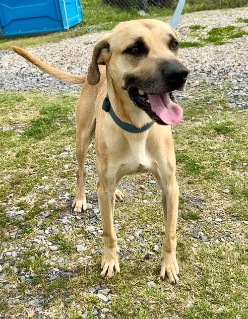 WINSTON - Black Mouth Cur available for adoption