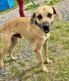 Winston - Photo 2