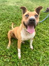 adoptable Dog in abbeville, LA named Sue