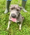 adoptable Dog in abbeville, LA named Momma