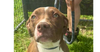 adoptable Dog in abbeville, LA named Mae