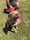 adoptable Dog in Abbeville, LA named Ace