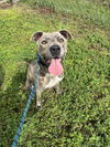 adoptable Dog in abbeville, LA named James