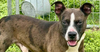 adoptable Dog in abbeville, LA named Paul