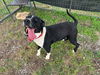 adoptable Dog in abbeville, LA named Grant