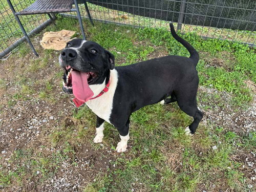 GRANT - Terrier available for adoption