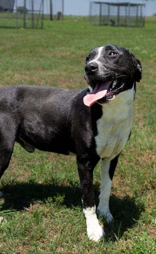 GRANT - Terrier available for adoption