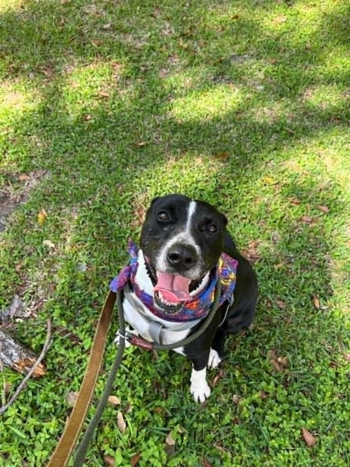Grant, an adoptable Terrier in Abbeville, LA