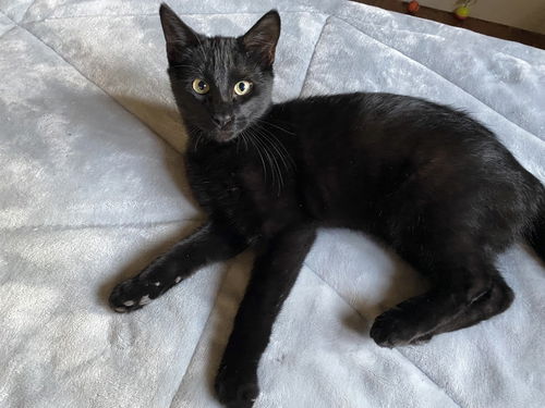 picture of the cat needing adoption