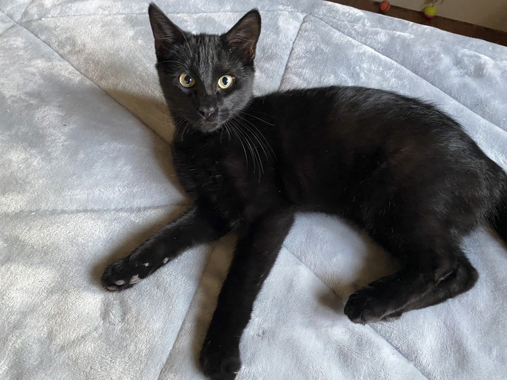adoptable Cat in Abbeville, LA named Daniel