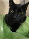adoptable Cat in abbeville, LA named Tiny