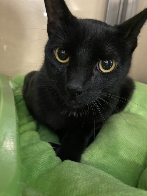 picture of the cat needing adoption