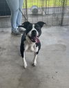 adoptable Dog in abbeville, LA named Oreo