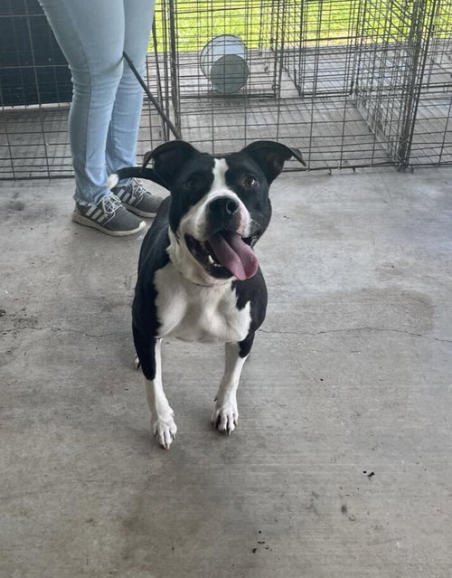 OREO - Terrier available for adoption