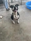 Oreo - Photo 2