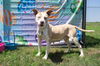 adoptable Dog in abbeville, LA named Emma
