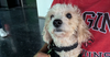 adoptable Dog in abbeville, LA named Tommy