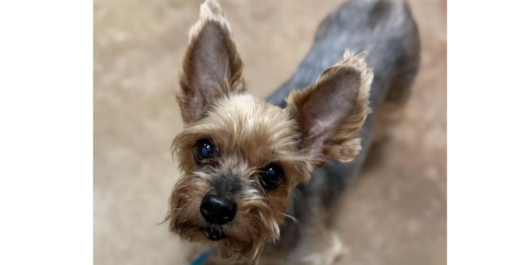 adoptable Dog in Abbeville, LA named Sophie