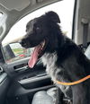 adoptable Dog in abbeville, LA named Zip