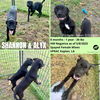 adoptable Dog in  named Alyx