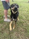 adoptable Dog in  named Sam