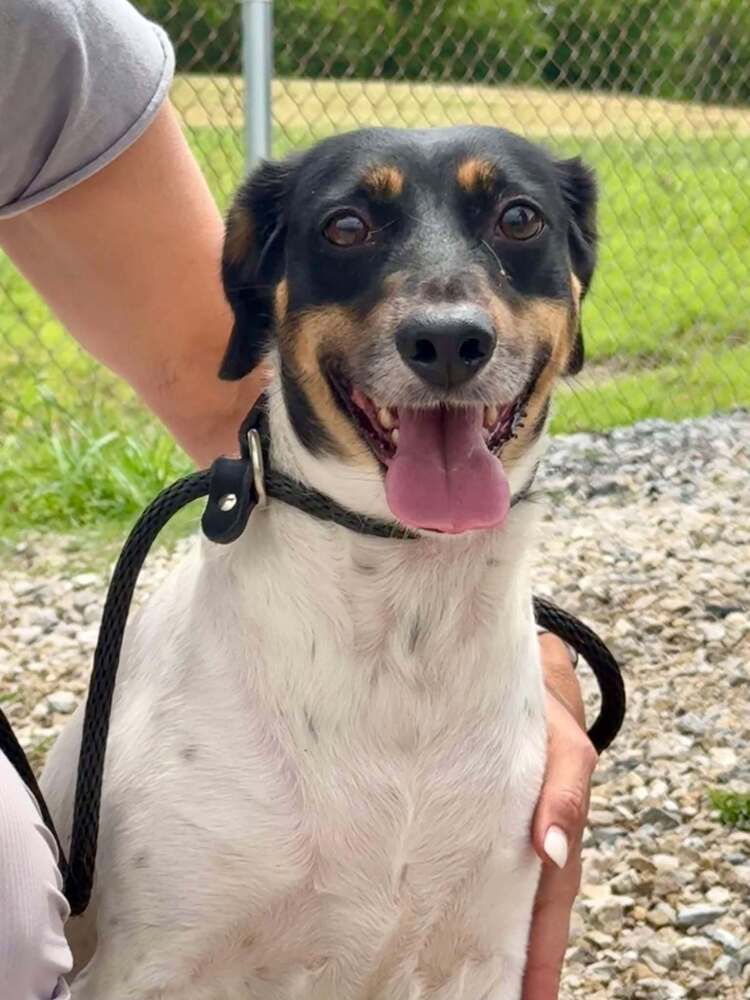 adoptable Dog in Abbeville, LA named Gigi