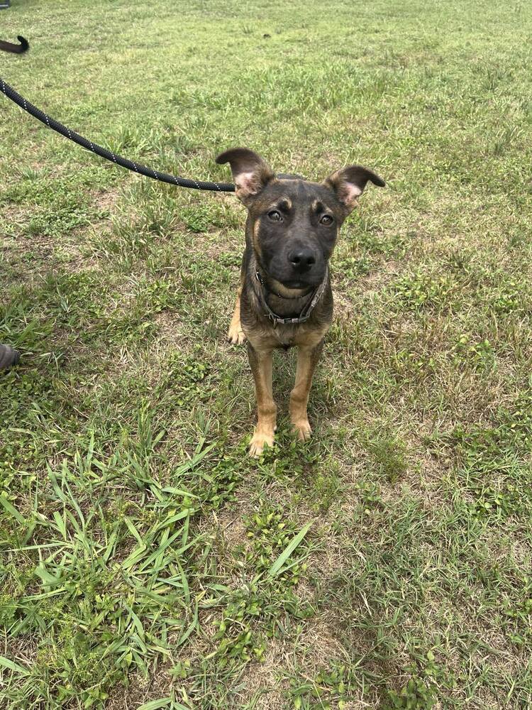 adoptable Dog in Abbeville, LA named Clyde